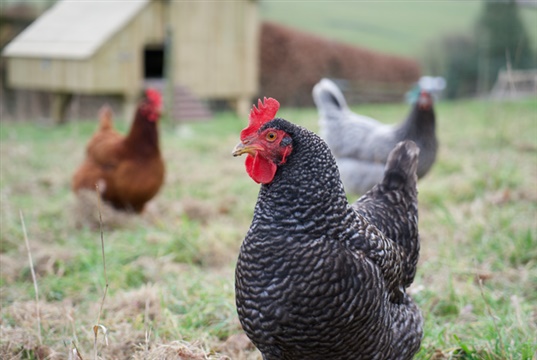 Farm Animal Vet Society to hold webinar on backyard poultry health