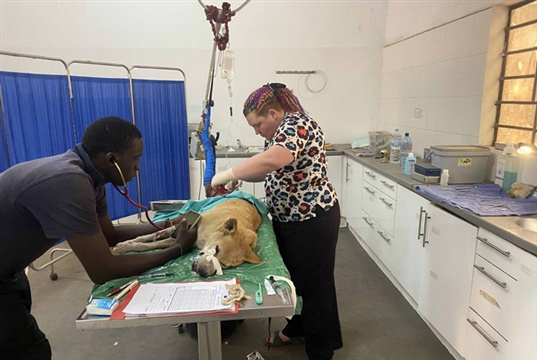 Vetpartners offers grants for vets volunteering to help animals overseas