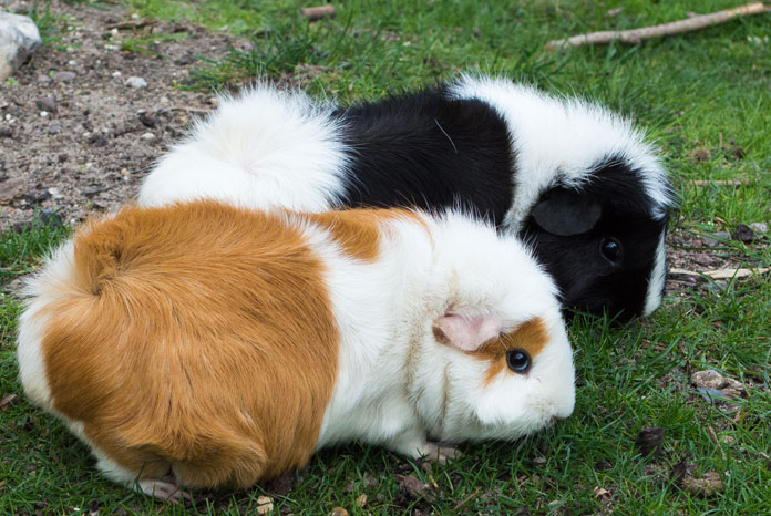 Survey Finds Guinea Pig Owners Are Conscientious Vetsurgeon News Vetsurgeon Vetsurgeon Org,Floating Subfloor Basement