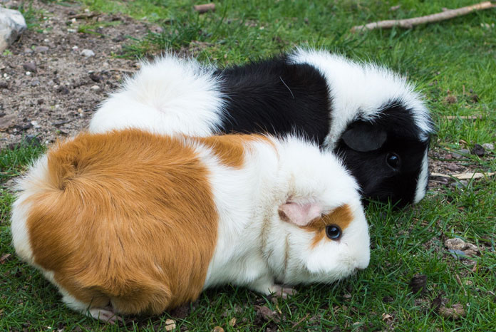 why do guinea pigs make good pets