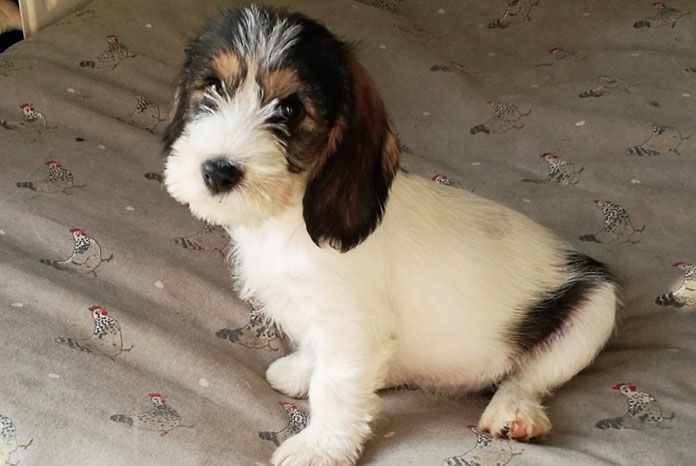 can petit basset griffon vendeen be white