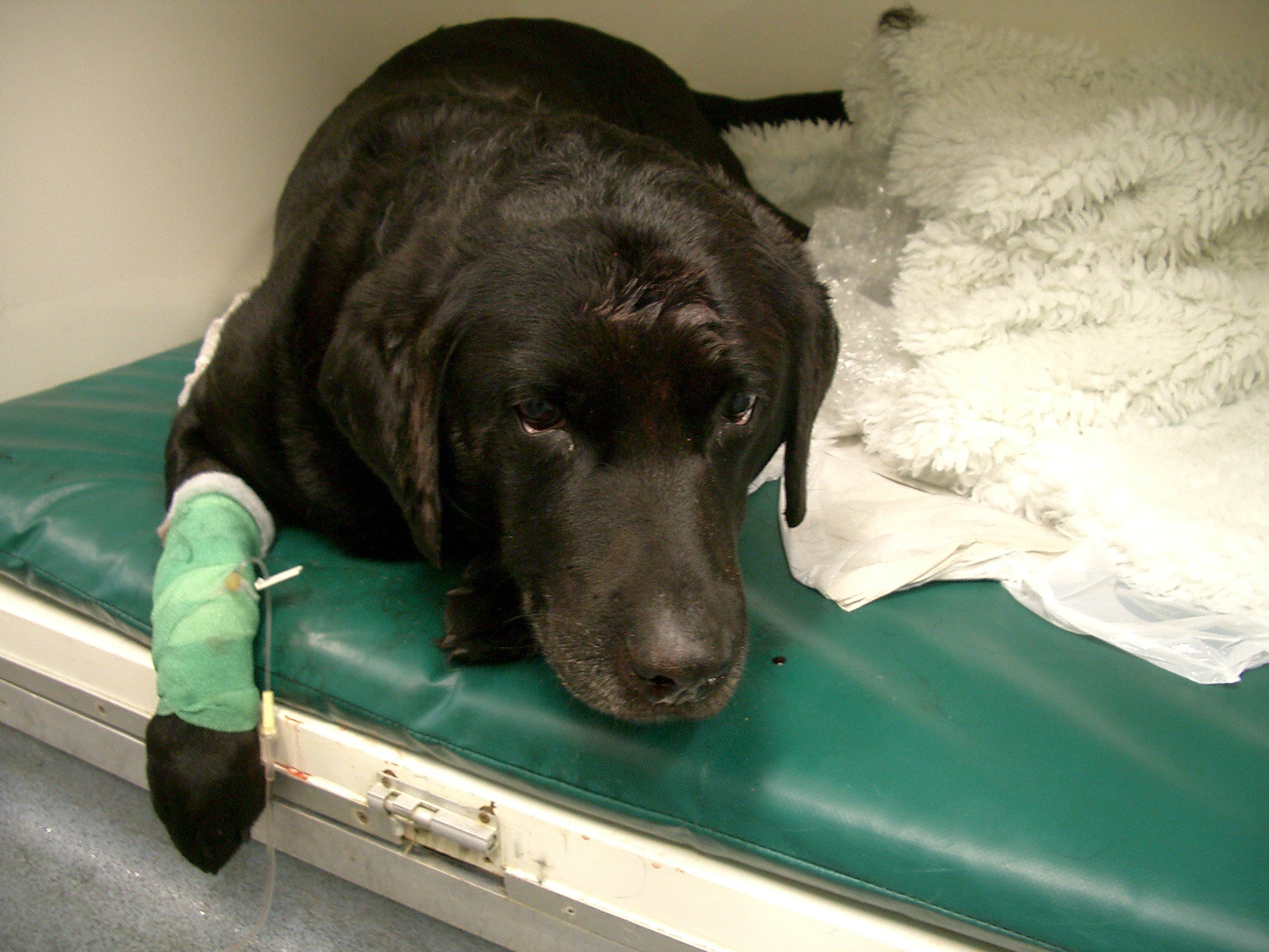 matxillectomy for fibrosarcoma in a dog
