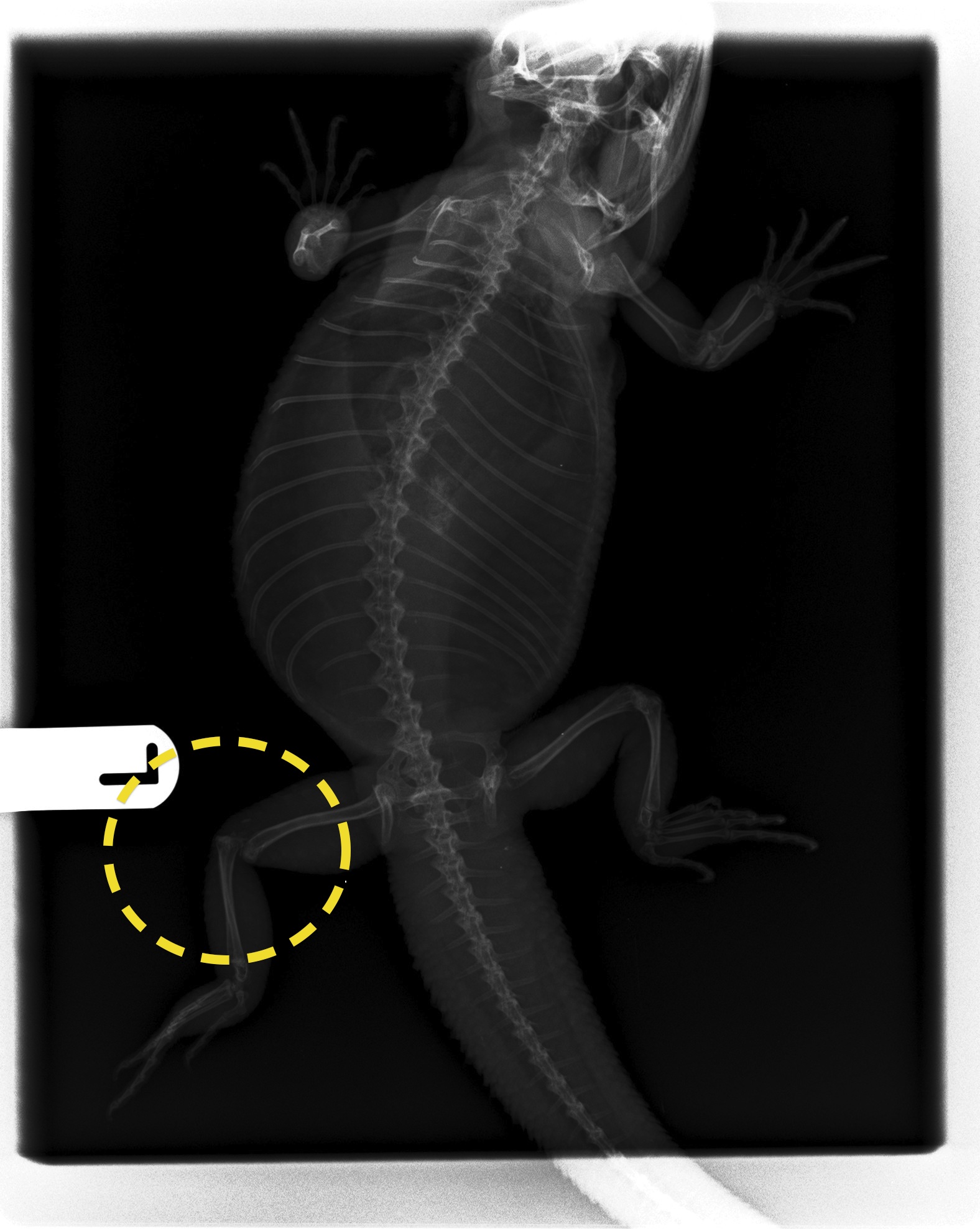 Beardie Stifle Dislocation Veterinary Exotics