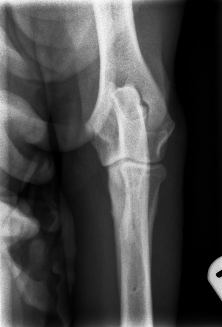 Canine Elbow. Moderate OA. Craniocaudal view Veterinary Orthopaedics