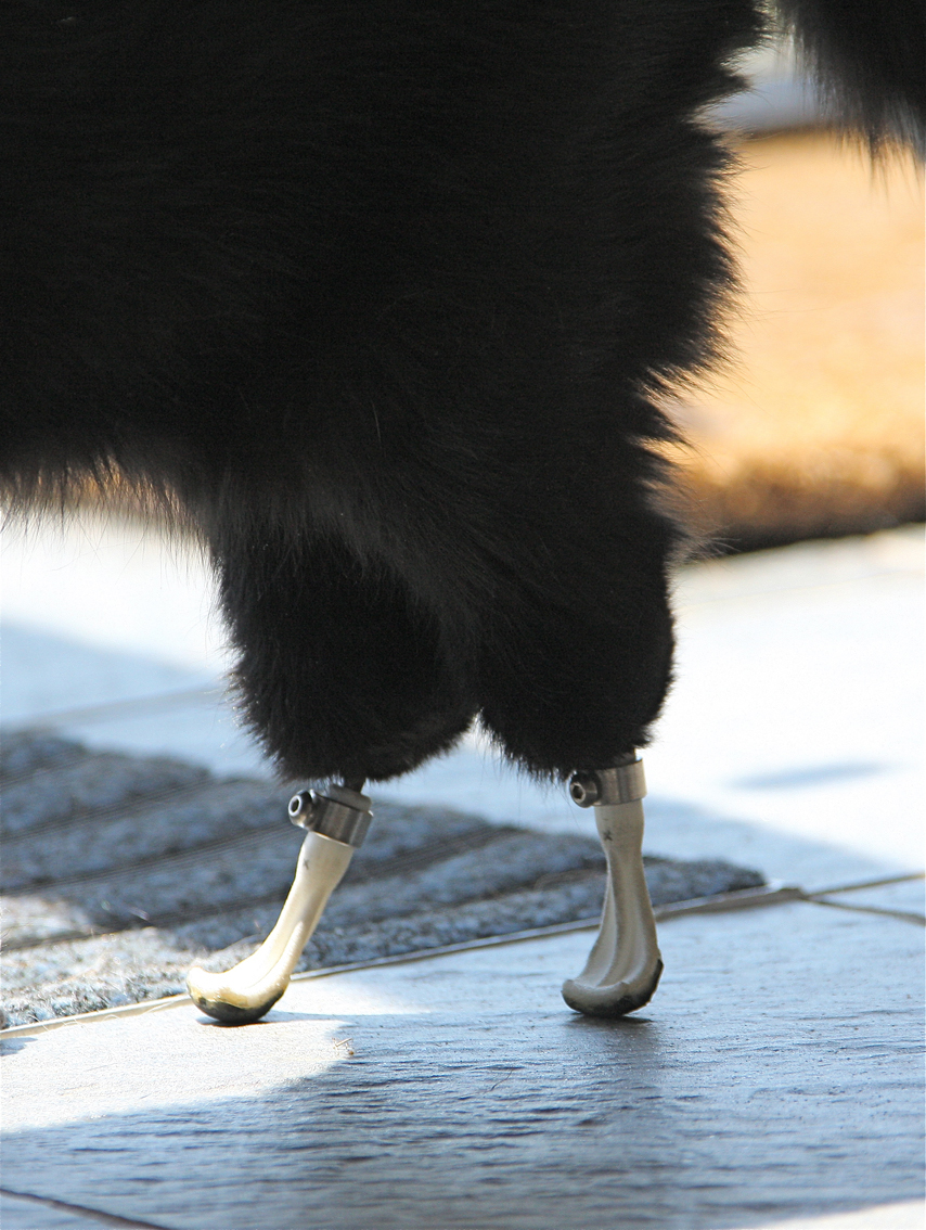 World-first feline prosthetic paws
