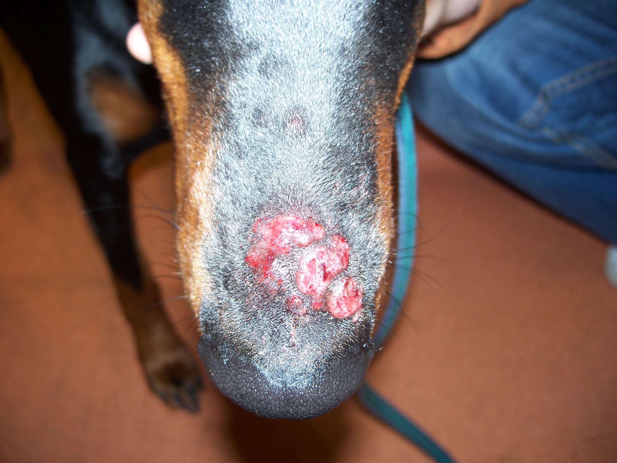 Acute nasal pyoderma