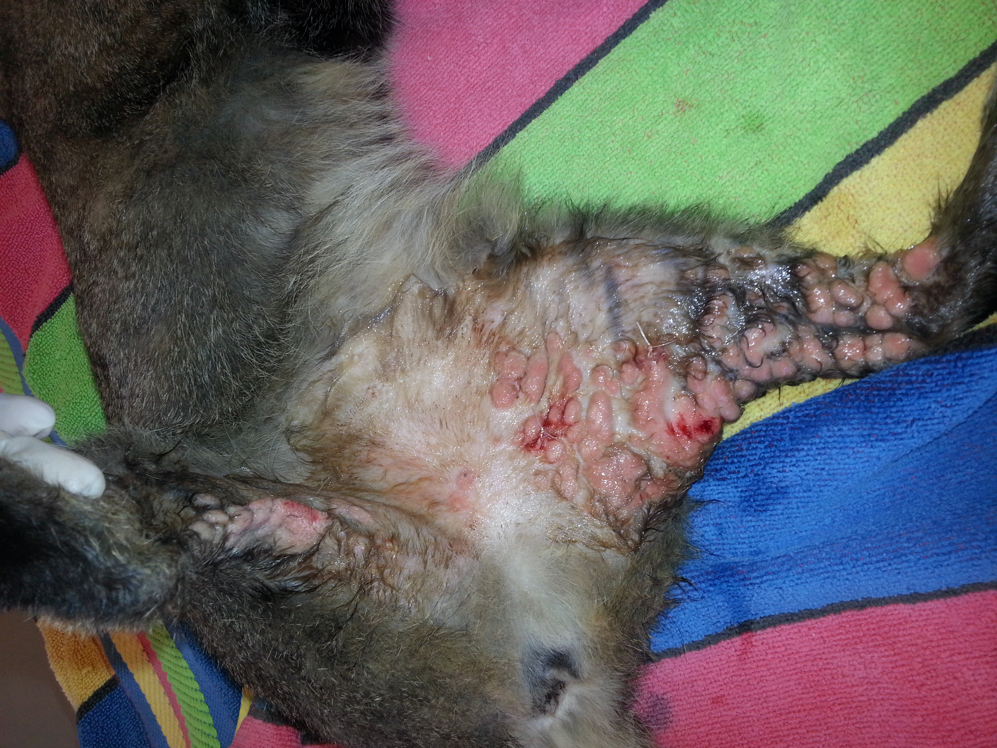 Skin in a 12y old cat.