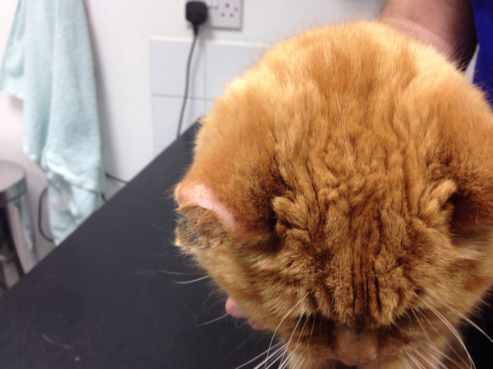 Ischaemic necrosis of pinnae and tail in a cat