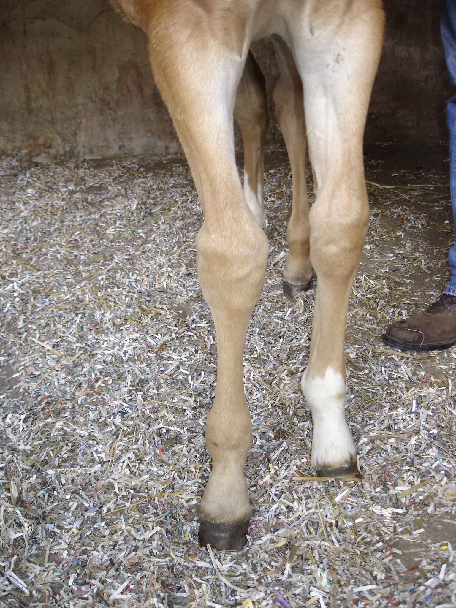 Carpal Valgus