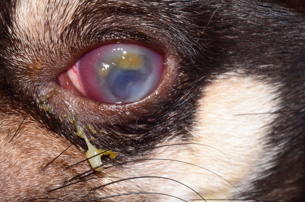Corneal Xenograph in a Chihuahua