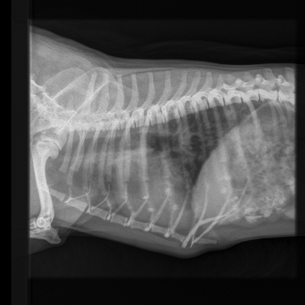 Lower airway disease?
