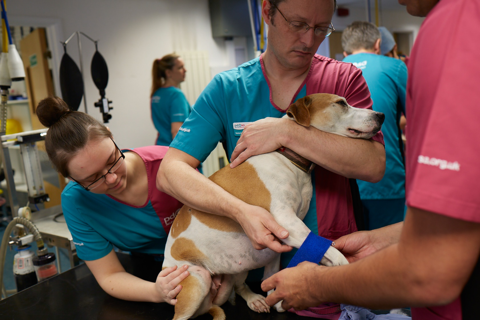 Job Small Animal Vet London PDSA