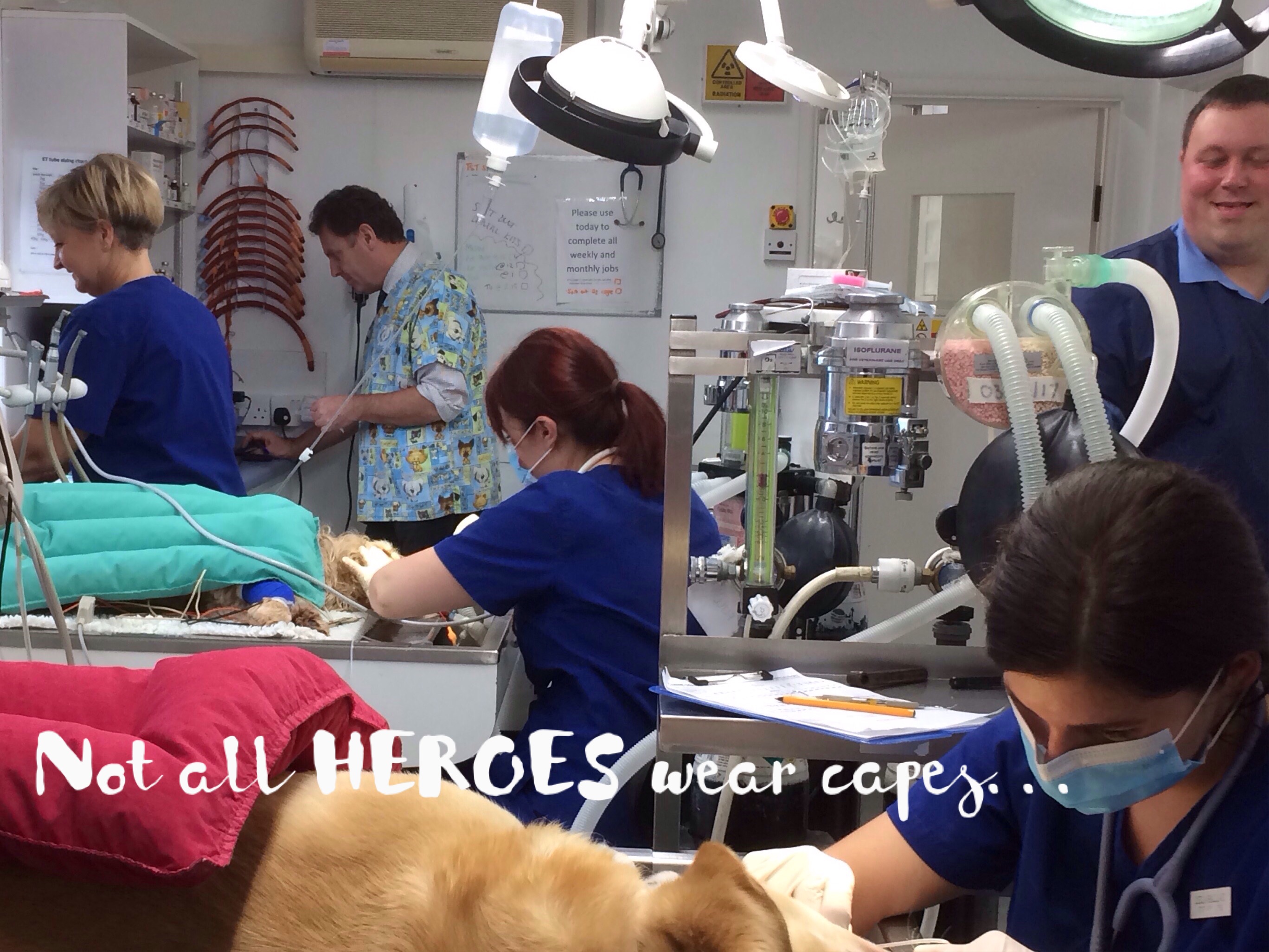 Job Small Animal Vet England Heathside Veterinary Surgery