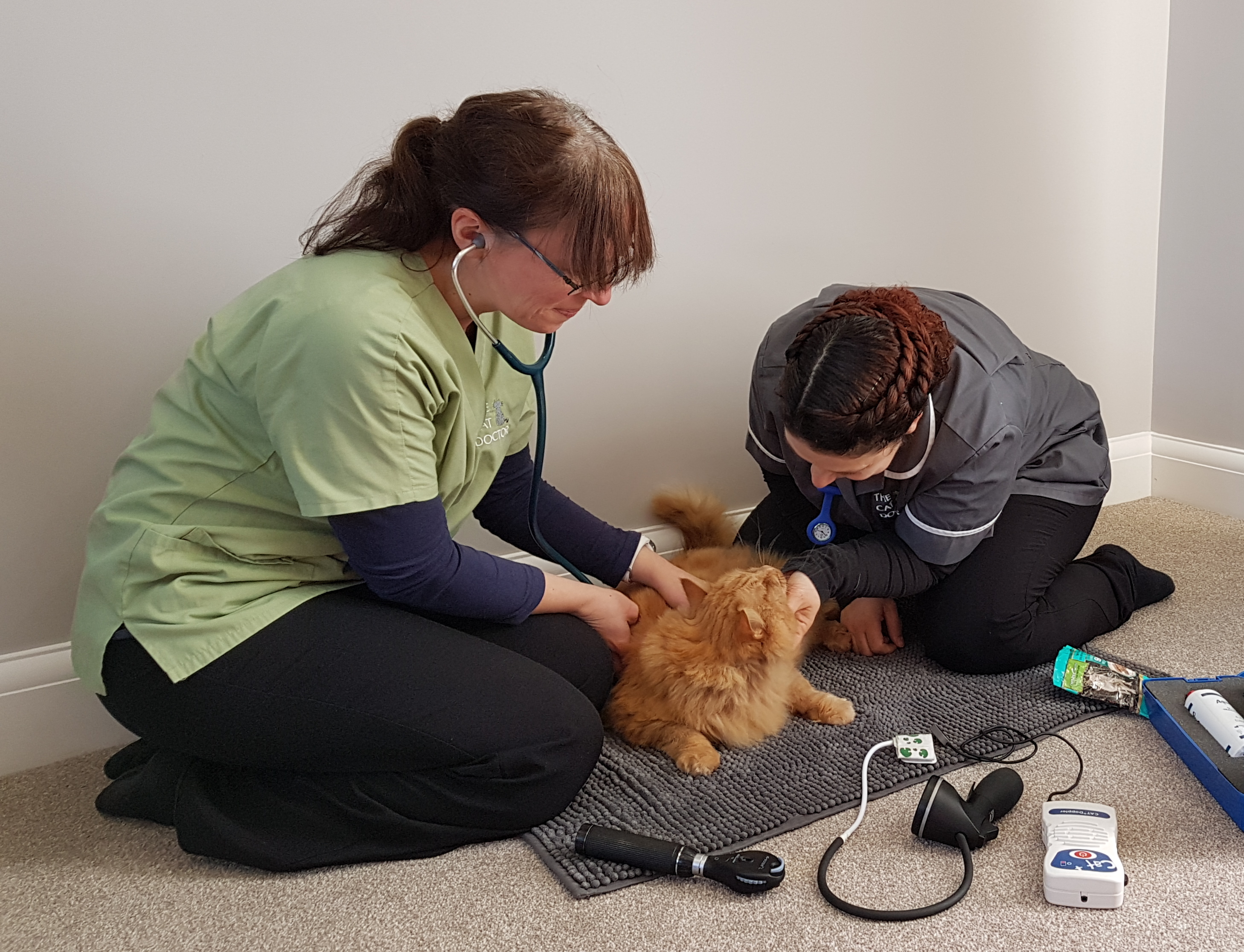 Job FelineOnly Vet England The Cat Doctor