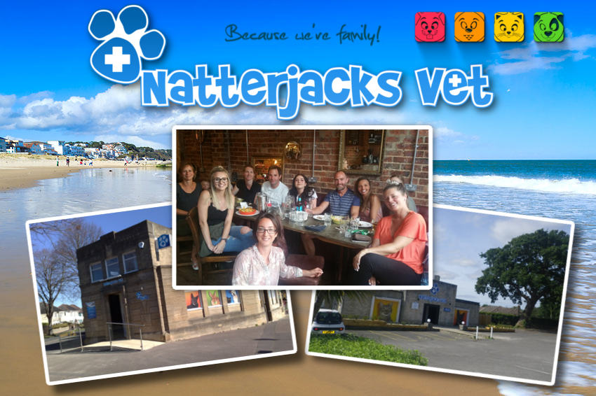 Job Small Animal Vet England Natterjacks Vet