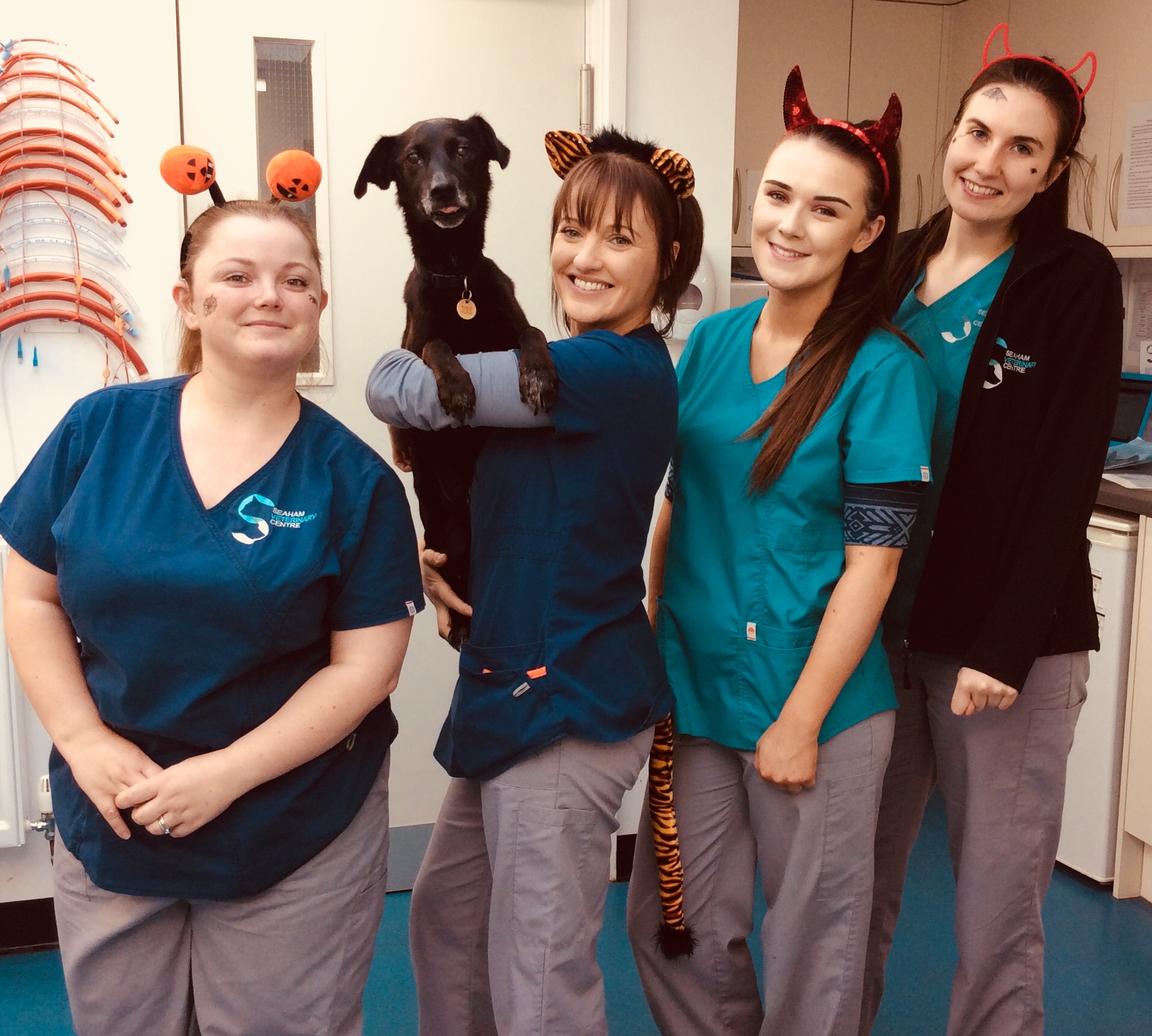 Job Small Animal Vet County Durham Seaham Vets