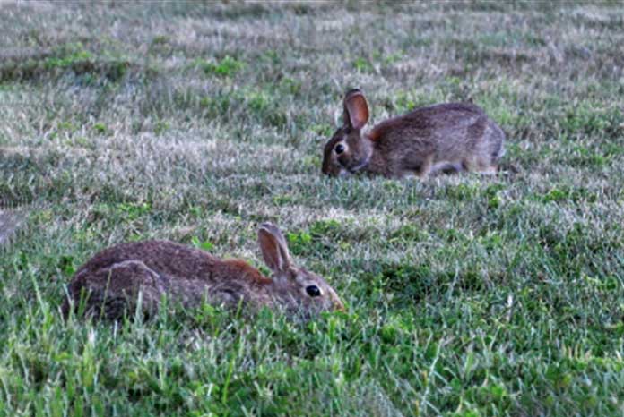 New evidence on the clinical presentation of rabbits with RHDV2 ...