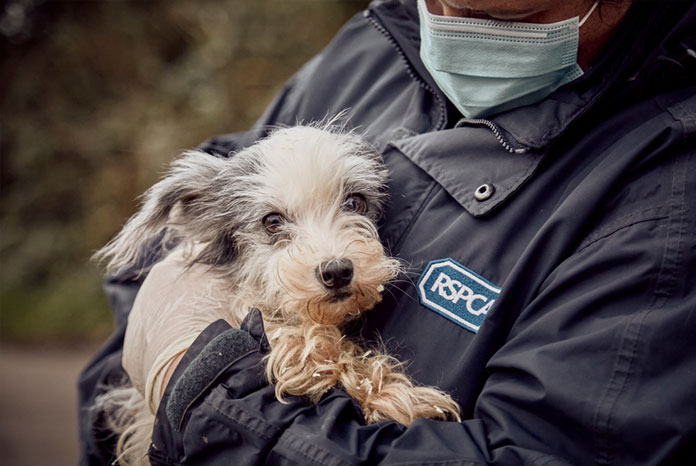 RSPCA asks vets to help with goal of reducing cruelty and neglect by 50% in  ten years. - VetSurgeon News - VetSurgeon 