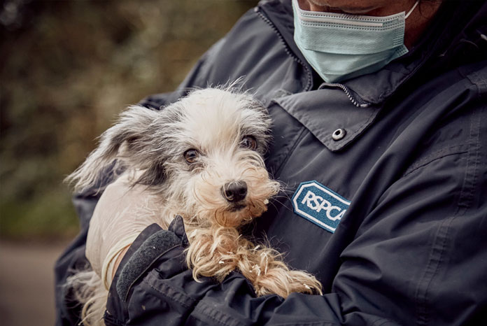 RSPCA asks vets to help with goal of reducing cruelty and neglect by 50% in ten years. - VetSurgeon News - VetSurgeon RSPCA asks vets to help with goal of reducing cruelty and neglect by 50% in ten years. - VetSurgeon News - VetSurgeon