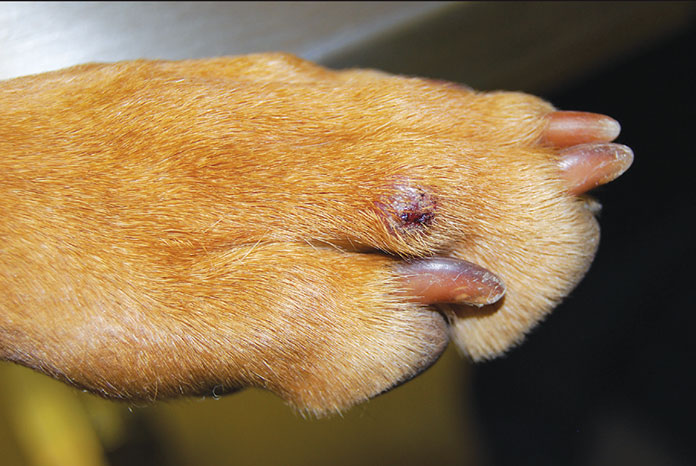 Study Reveals Most Common Skin Masses In Young Dogs Vetsurgeon News