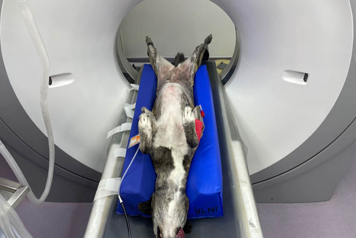 Two new positioning aids for CT scanning and surgery | Veterinary News ...