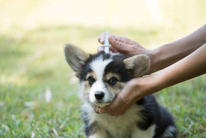 New study to assess the environmental risk from ectoparasite treatments - VetSurgeon News - VetSurgeon New study to assess the environmental risk from ectoparasite treatments - VetSurgeon News - VetSurgeon