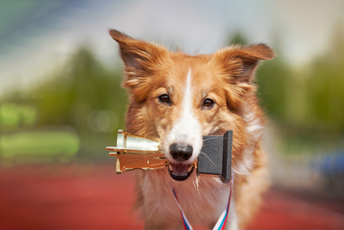 New awards for evidence-based approach to vet medicine – VetSurgeon News – VetSurgeon