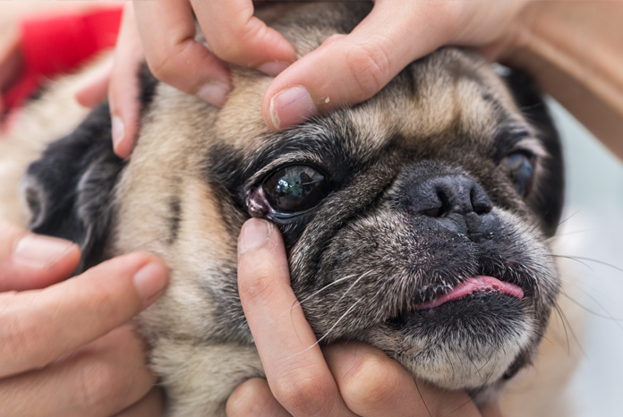 Pet Eye Health Awareness Week returns in September - VetSurgeon News -  VetSurgeon 