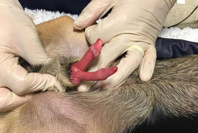 dogs penis Wiltshire referral centre treats world-first dual penis dog successfully -  VetSurgeon News - VetSurgeon.org - VetSurgeon.org