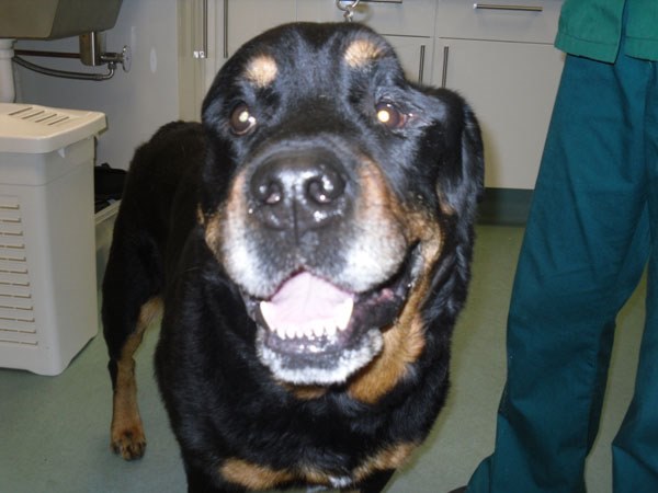 Masticatory Muscle Atrophy In A Rottweiler Case Gallery