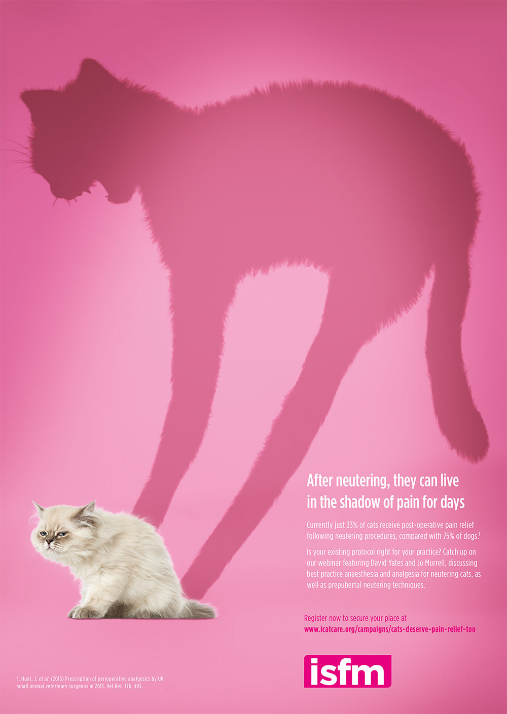 Campaign for better postneutering pain relief for cats VetSurgeon