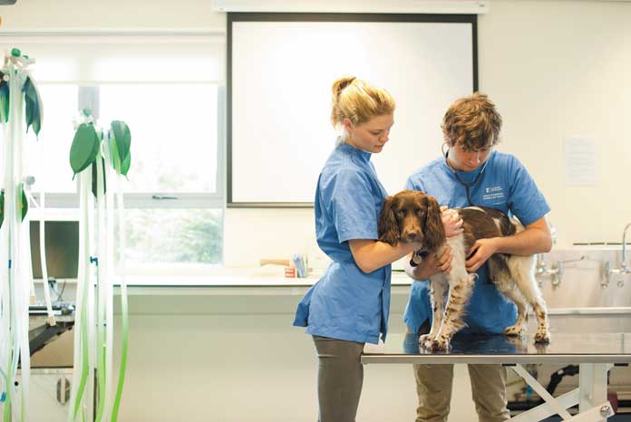 Nottingham launches MSc in veterinary physiotherapy - VetSurgeon News -  VetSurgeon 