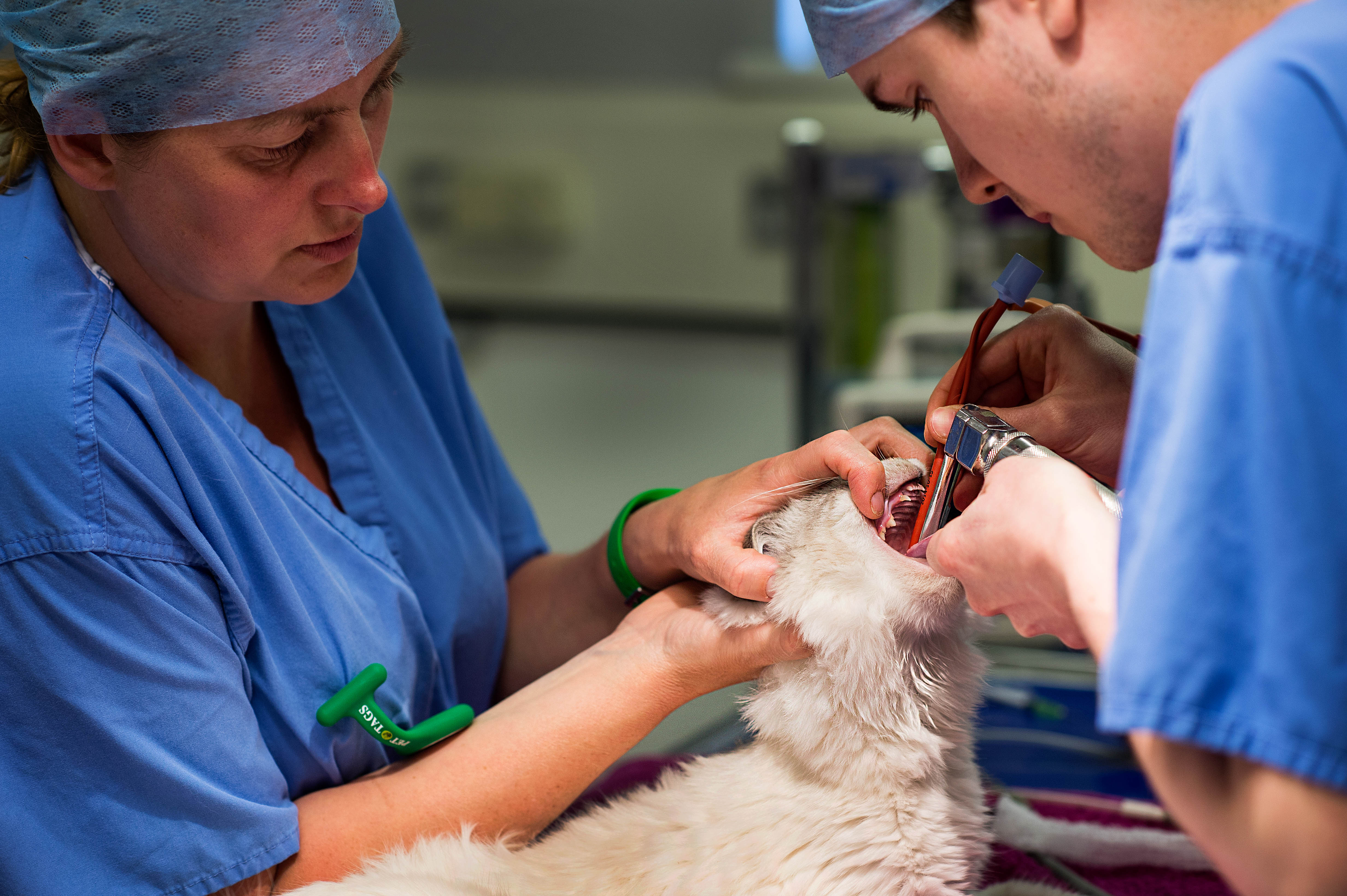 Job Small Animal Vet Bedford Scott Veterinary Clinic Ltd Jobs