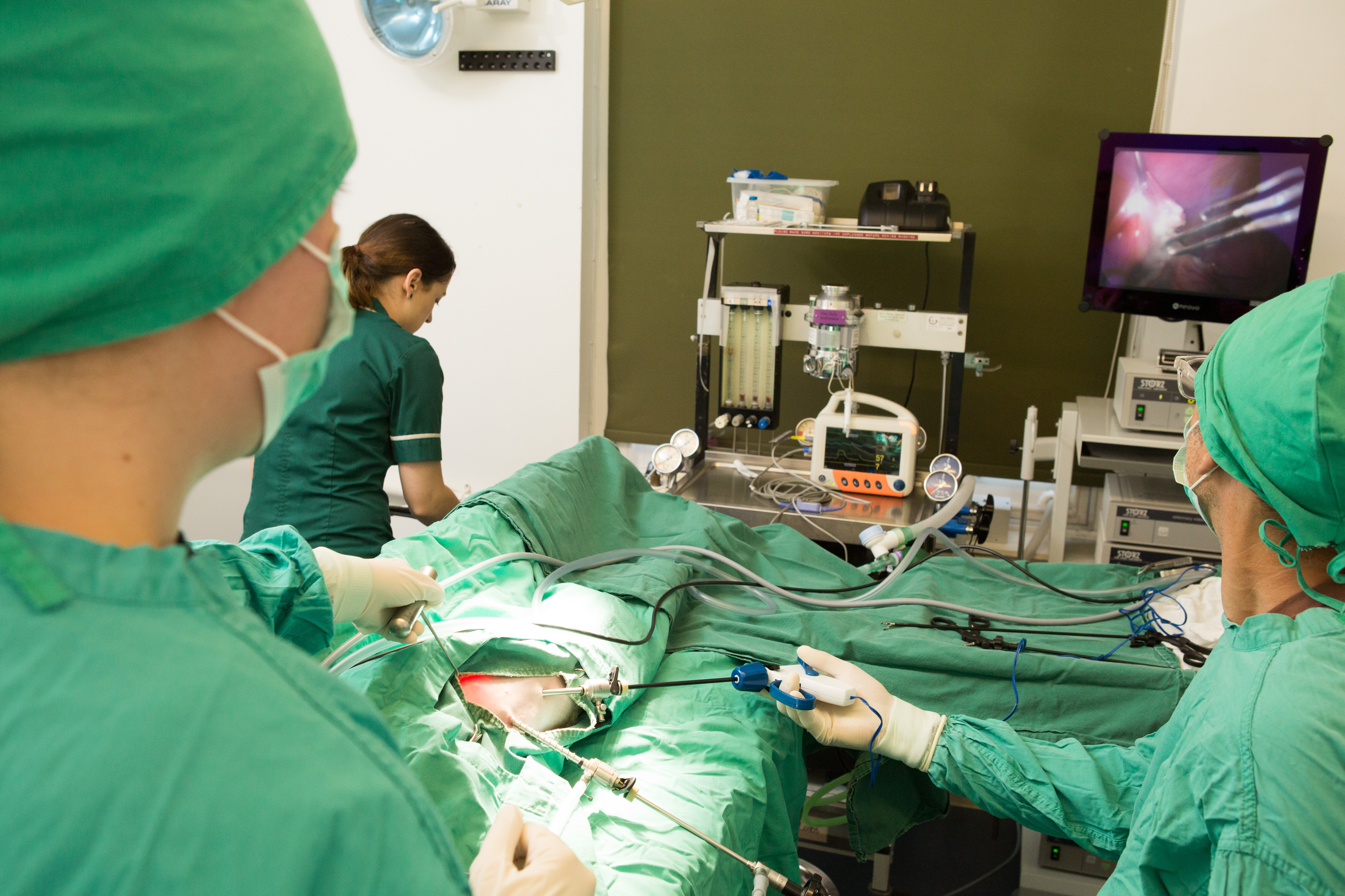 Job Small Animal Vet. Briar House Veterinary Surgery (Animal Hospital