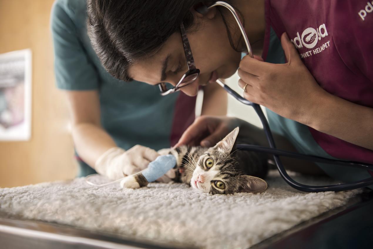 Job Small Animal Vet. PDSA, Huyton Jobs