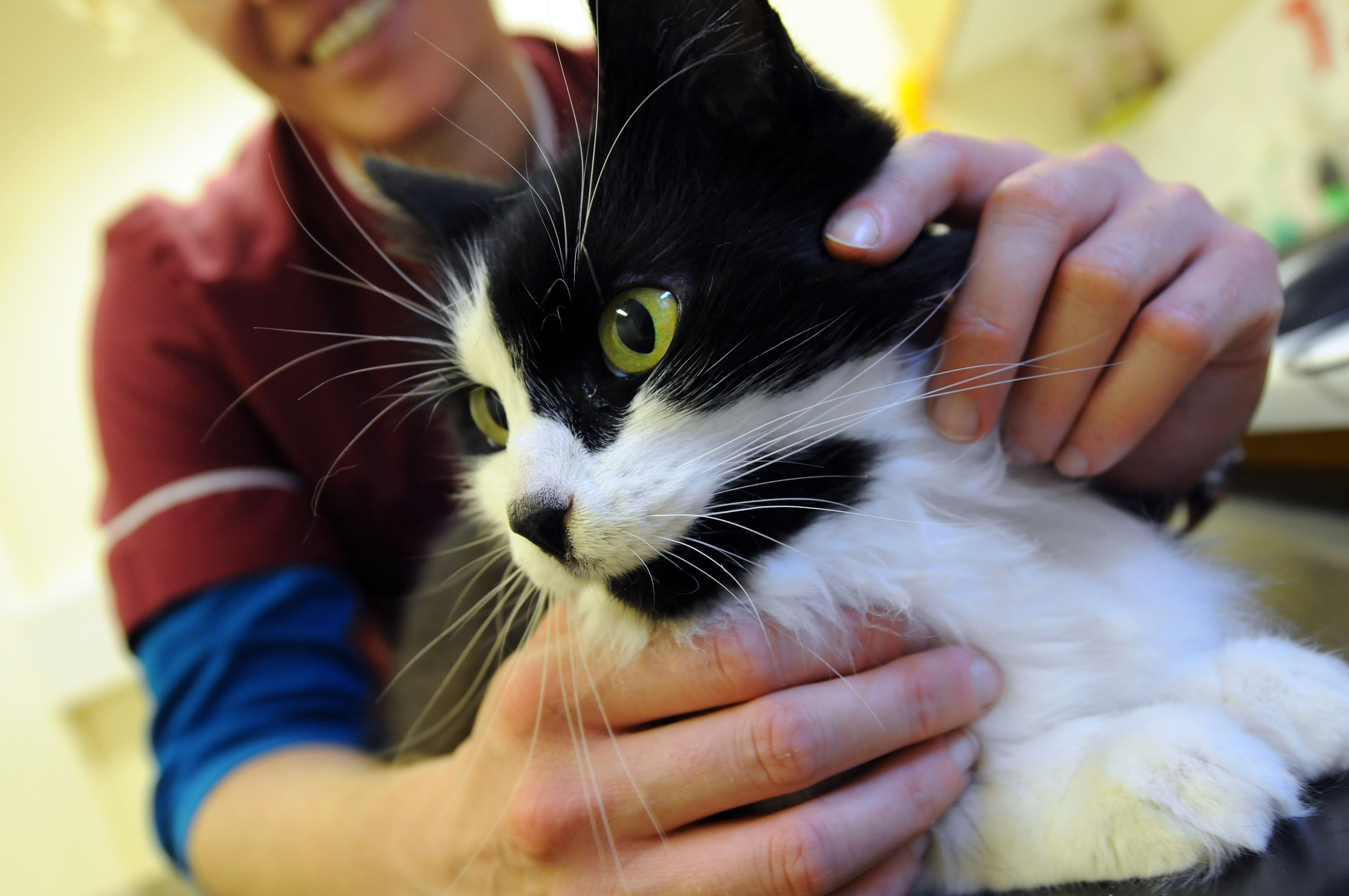 Job Small Animal Vet. The Oxford Cat Clinic, Oxford Jobs