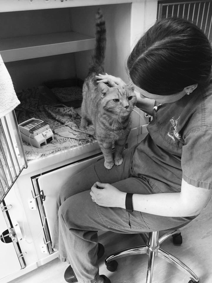 Job Small Animal Vet. Kitten to Cat Veterinary Clinic, Richmond Jobs