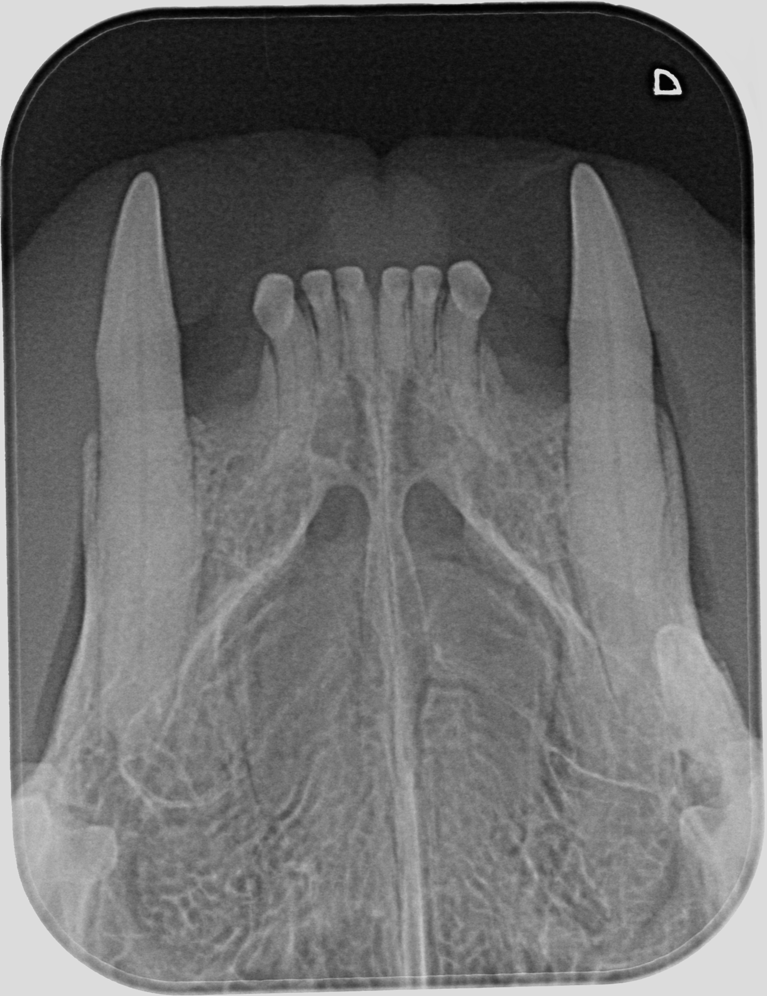 Feline Full Mouth Series Veterinary Dentistry and Oral Surgery
