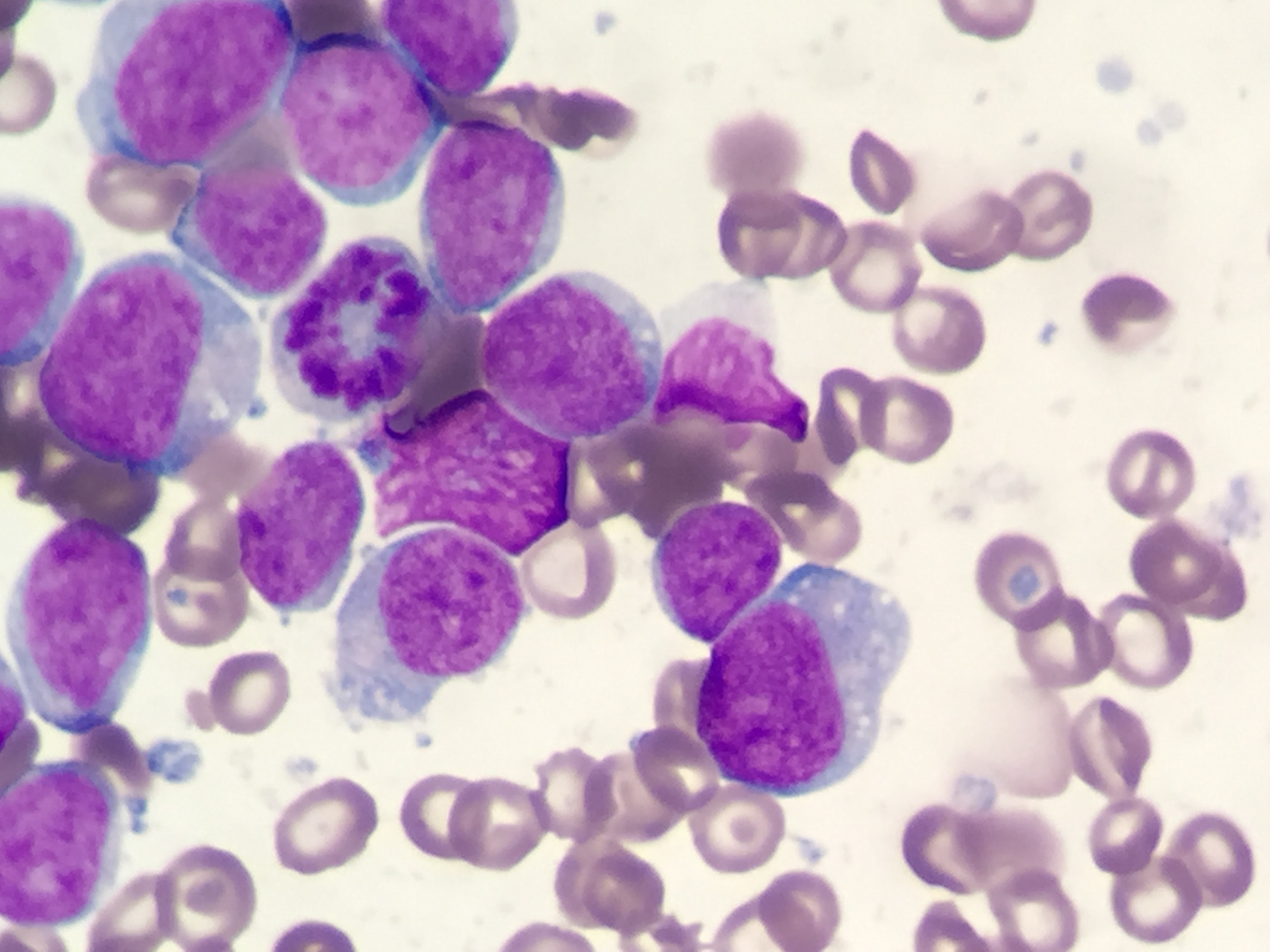 Pathology & Cytology Biology Diagrams