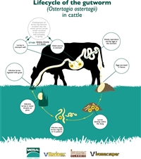 Lifecycle of the gutworm (Ostertagia ostertagii in cattle)