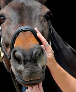 Merial Animal Health has announced that the second Equine Flu Awareness Month will be held in April this year, with the objective of further educating owners and improving herd protection against this highly contagious disease.