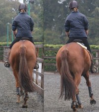 The Animal Health Trust has presented the results of a study which has identified a significant link between hind limb lameness and saddle slip, showing consistent saddle slip in some horses with hind limb lameness, even when the lameness is fairly subtle and difficult to detect.