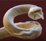 Bayer Animal Health, maker of Advocate and organiser of the Be Lungworm Aware campaign, is warning that last year's damp summer and the mild winter conditions may lead to a continued spread of Angiostongylus vasorum in the UK.
