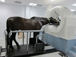 undergoing a CT examination of its head while sedated at Langford Veterinary Services