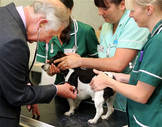 A Jack Russell from Thurso had a bit of a surprise last week, when it looked down the stethoscope to find Prince Charles at the other end.