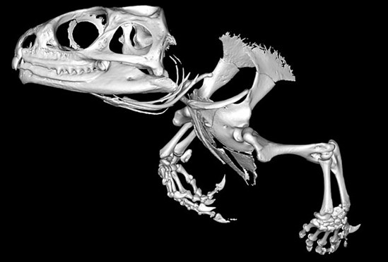 Micro-computed tomography scan of a Tuatara - photo credit: Sophie Regnault