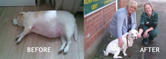 Royal Canin has announced the winner of its second annual Weigh In Club initiative: a 32kg 12 year old Beagle called Amber that lost 12.5kg, or 39% of her bodyweight. 