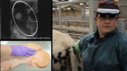 BCF has launched  a series of instructional videos demonstrating how to perform an ultrasound examination of the bovine reproductive tract, now available online. 