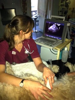Amy Mills from Stow Veterinary Surgeons in Gloucestershire with their new Medison Sonovet R3