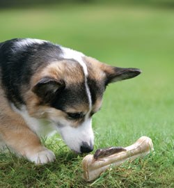 Be Lungworm Aware